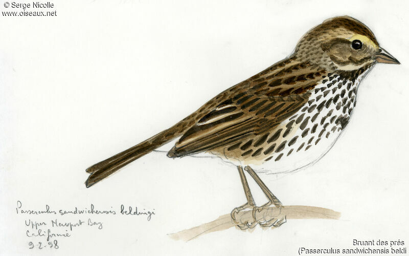 Savannah Sparrow, identification