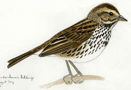 Savannah Sparrow