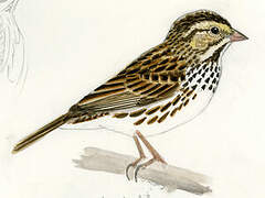 Savannah Sparrow