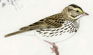 Savannah Sparrow