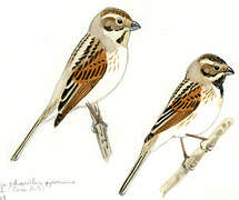 Common Reed Bunting