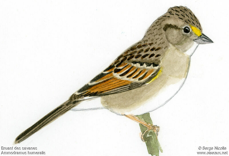 Grassland Sparrow, identification