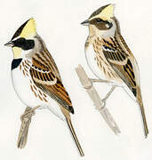 Yellow-throated Bunting