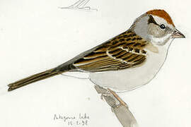 Chipping Sparrow