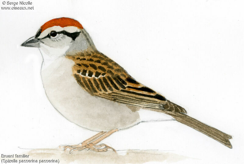 Chipping Sparrow, identification