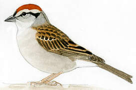 Chipping Sparrow