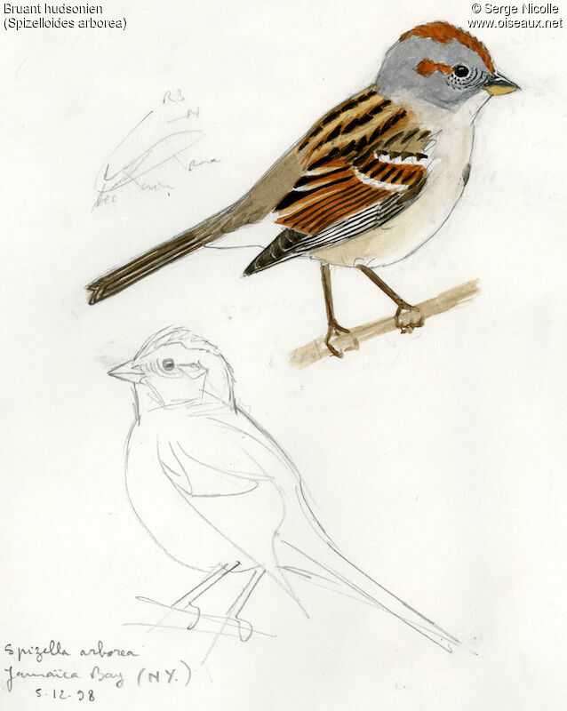 American Tree Sparrow, identification