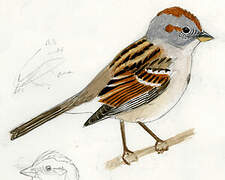 American Tree Sparrow