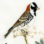 Lapland Longspur