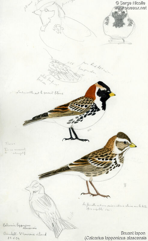 Lapland Longspur , identification