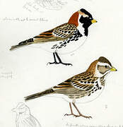 Lapland Longspur