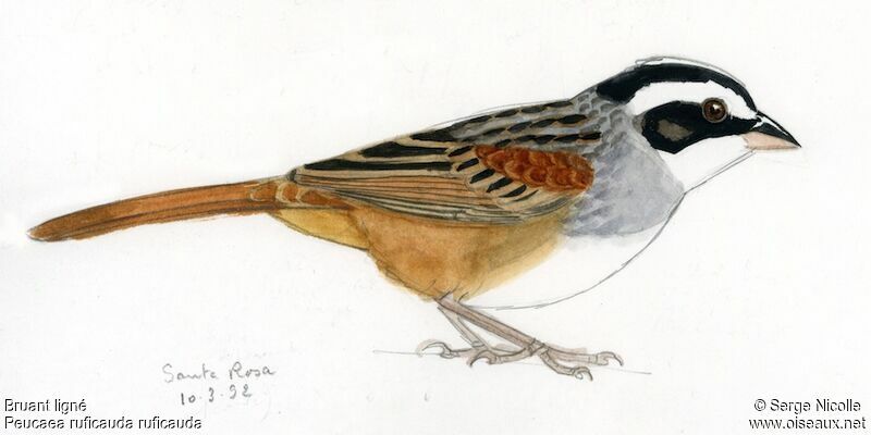 Stripe-headed Sparrow, identification