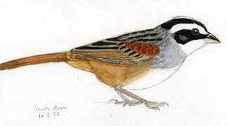 Stripe-headed Sparrow