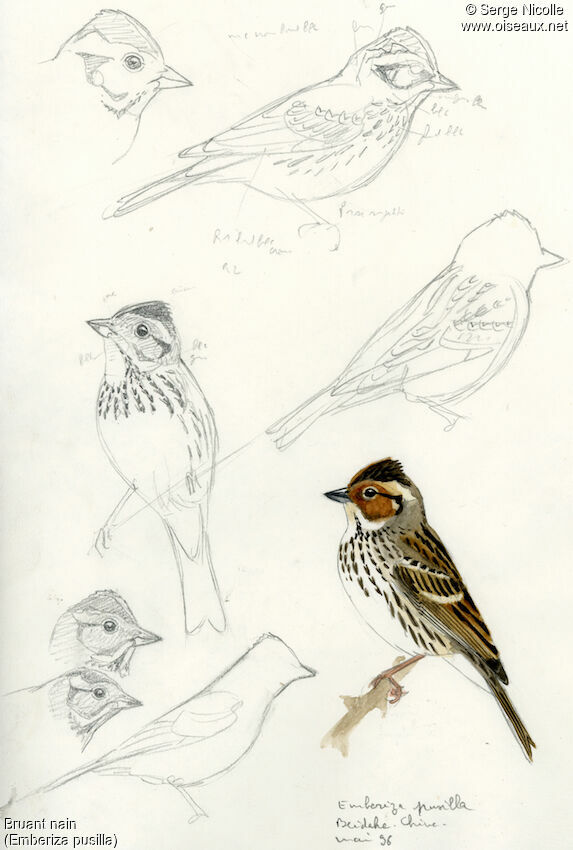 Little Bunting, identification