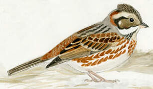 Rustic Bunting