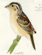 Grasshopper Sparrow