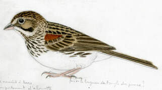 Vesper Sparrow