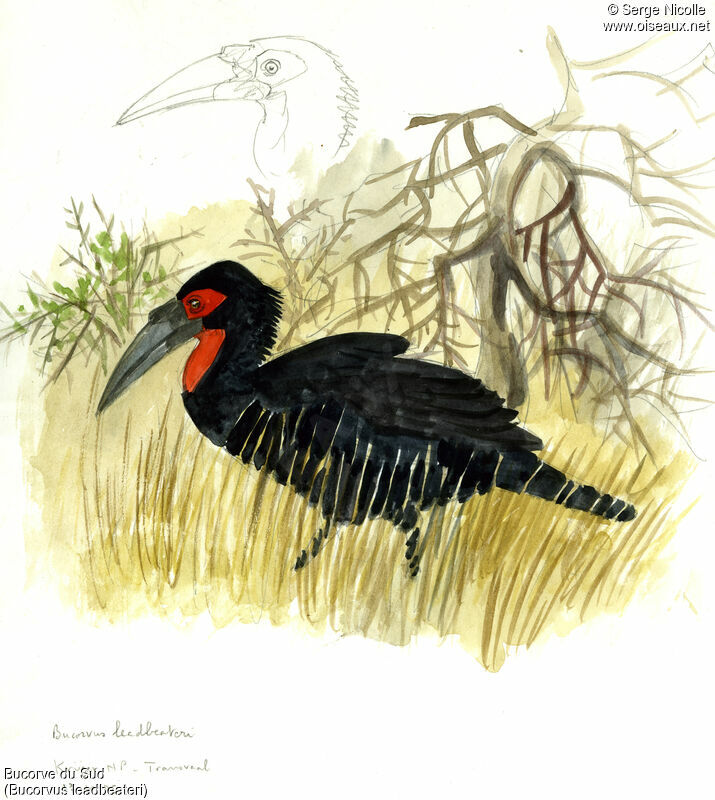 Southern Ground Hornbill, identification