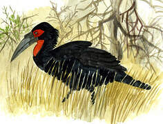 Southern Ground Hornbill