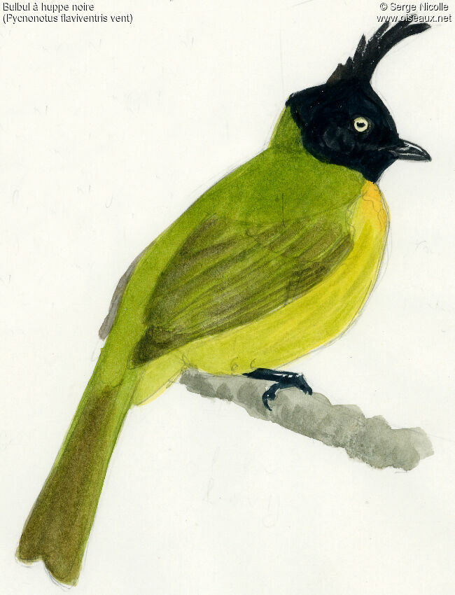 Black-crested Bulbul, identification