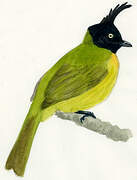 Black-crested Bulbul