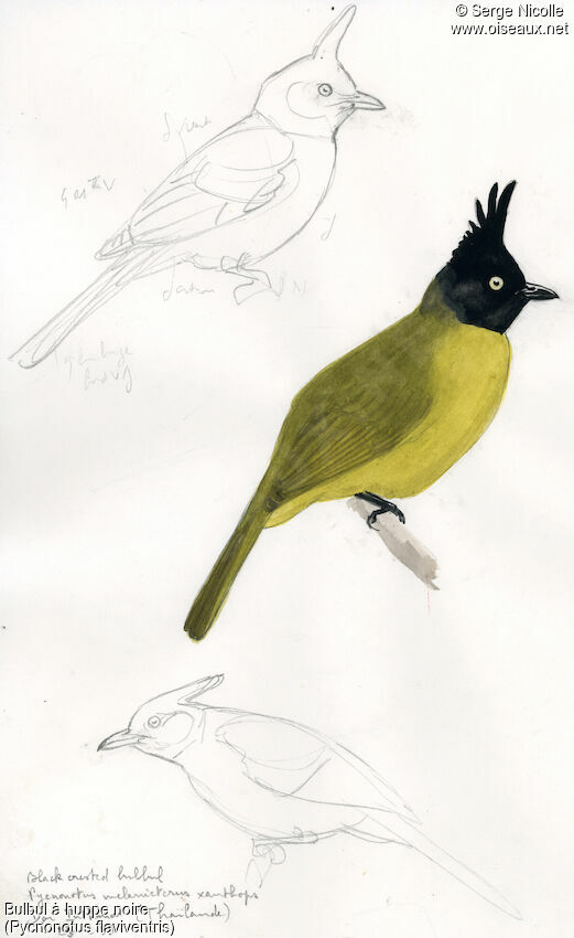 Black-crested Bulbul, identification