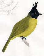 Black-crested Bulbul