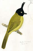 Black-crested Bulbul