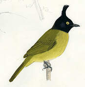 Black-crested Bulbul