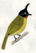 Black-crested Bulbul