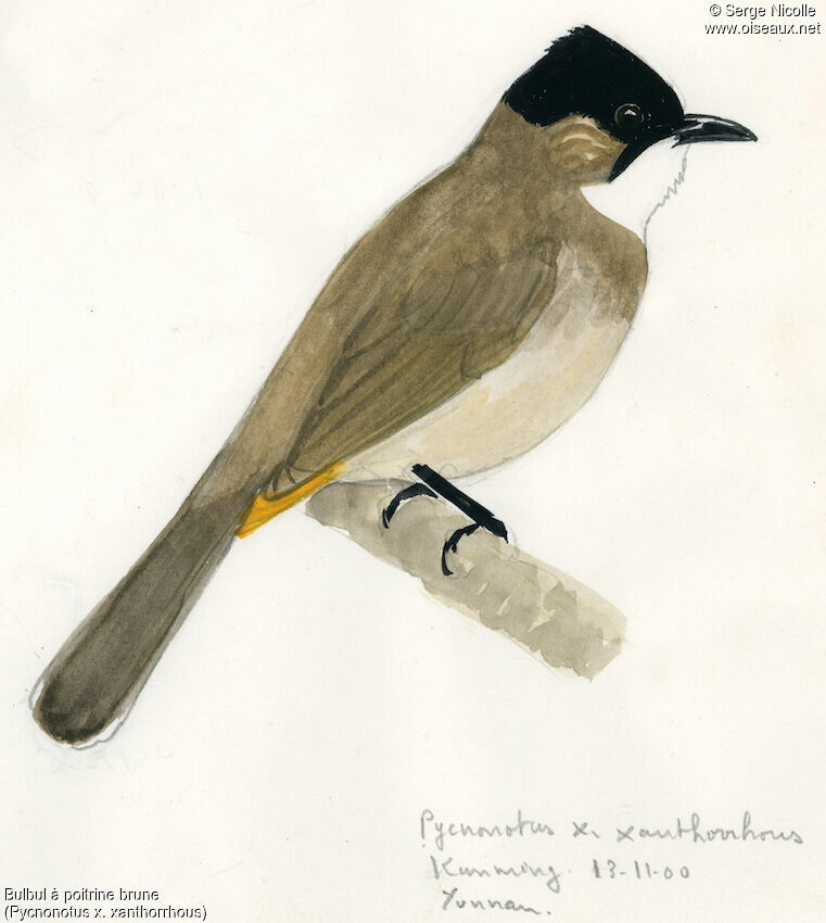 Bulbul à poitrine brune, identification
