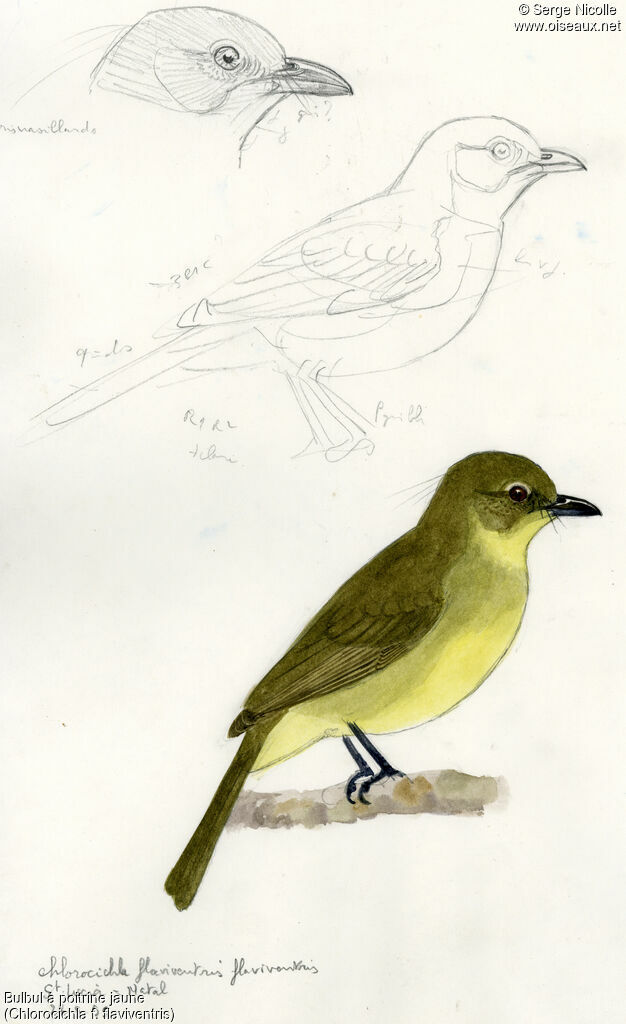 Yellow-bellied Greenbul, identification