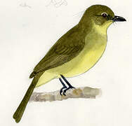 Yellow-bellied Greenbul