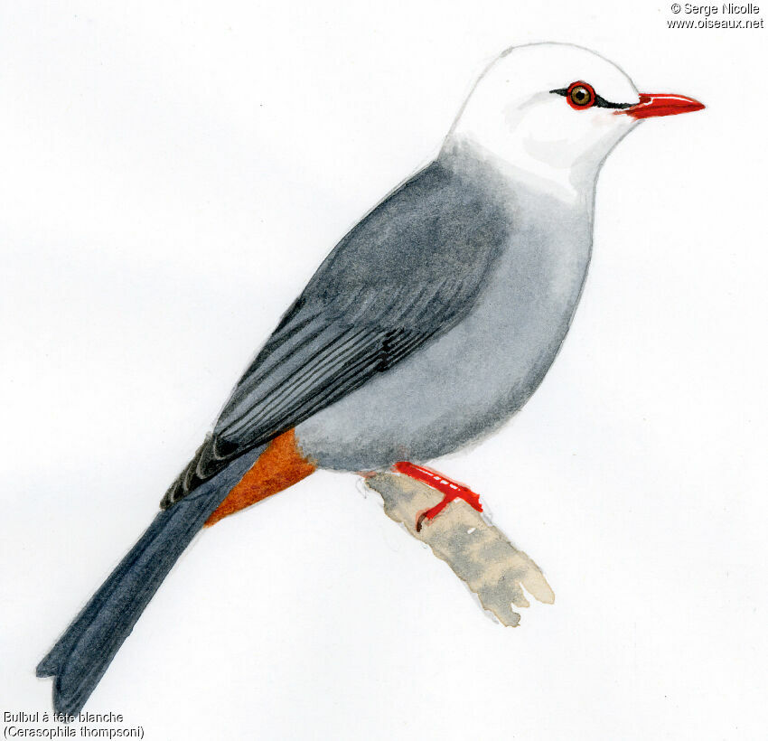 White-headed Bulbul, identification