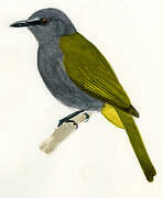 Grey-bellied Bulbul