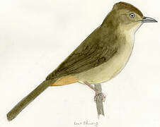 Grey-eyed Bulbul