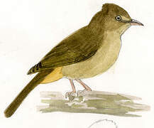 Grey-eyed Bulbul