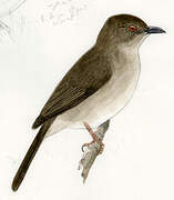 Asian Red-eyed Bulbul