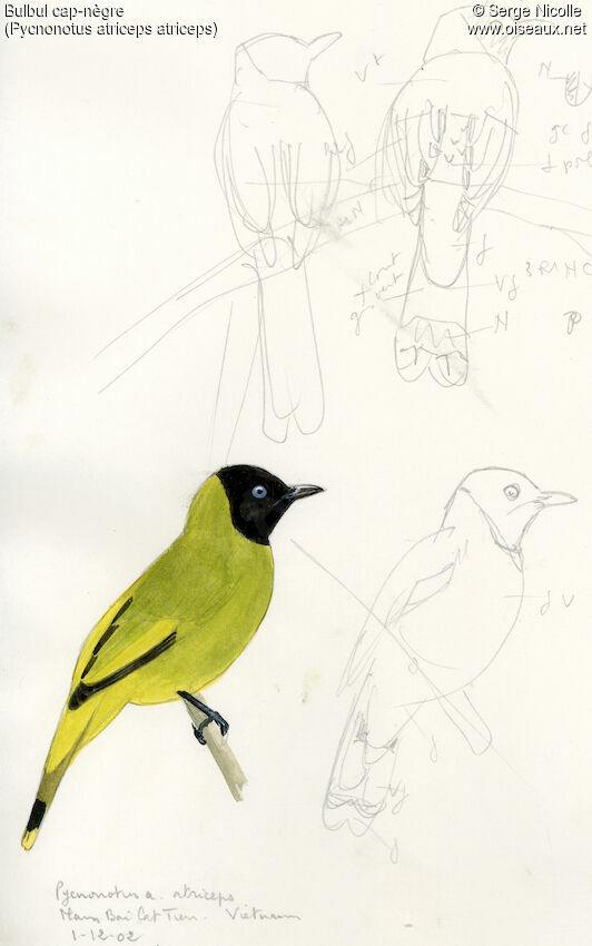 Black-headed Bulbul, identification