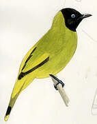 Black-headed Bulbul