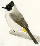 Sooty-headed Bulbul