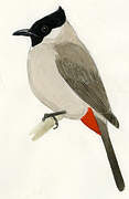 Bulbul cul-d'or