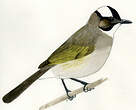 Bulbul de Chine