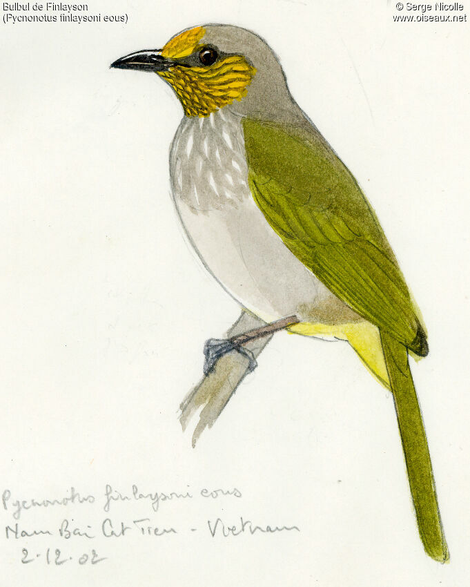 Stripe-throated Bulbul, identification