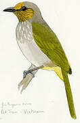 Stripe-throated Bulbul