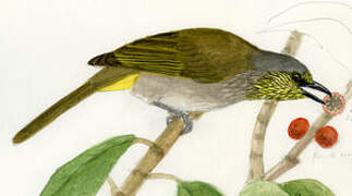 Stripe-throated Bulbul