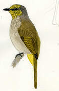 Stripe-throated Bulbul