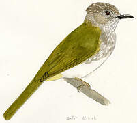 Mountain Bulbul