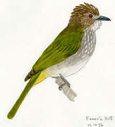 Mountain Bulbul