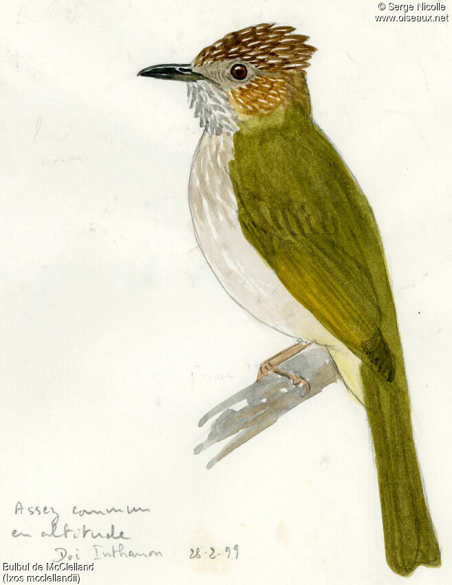 Mountain Bulbul, identification